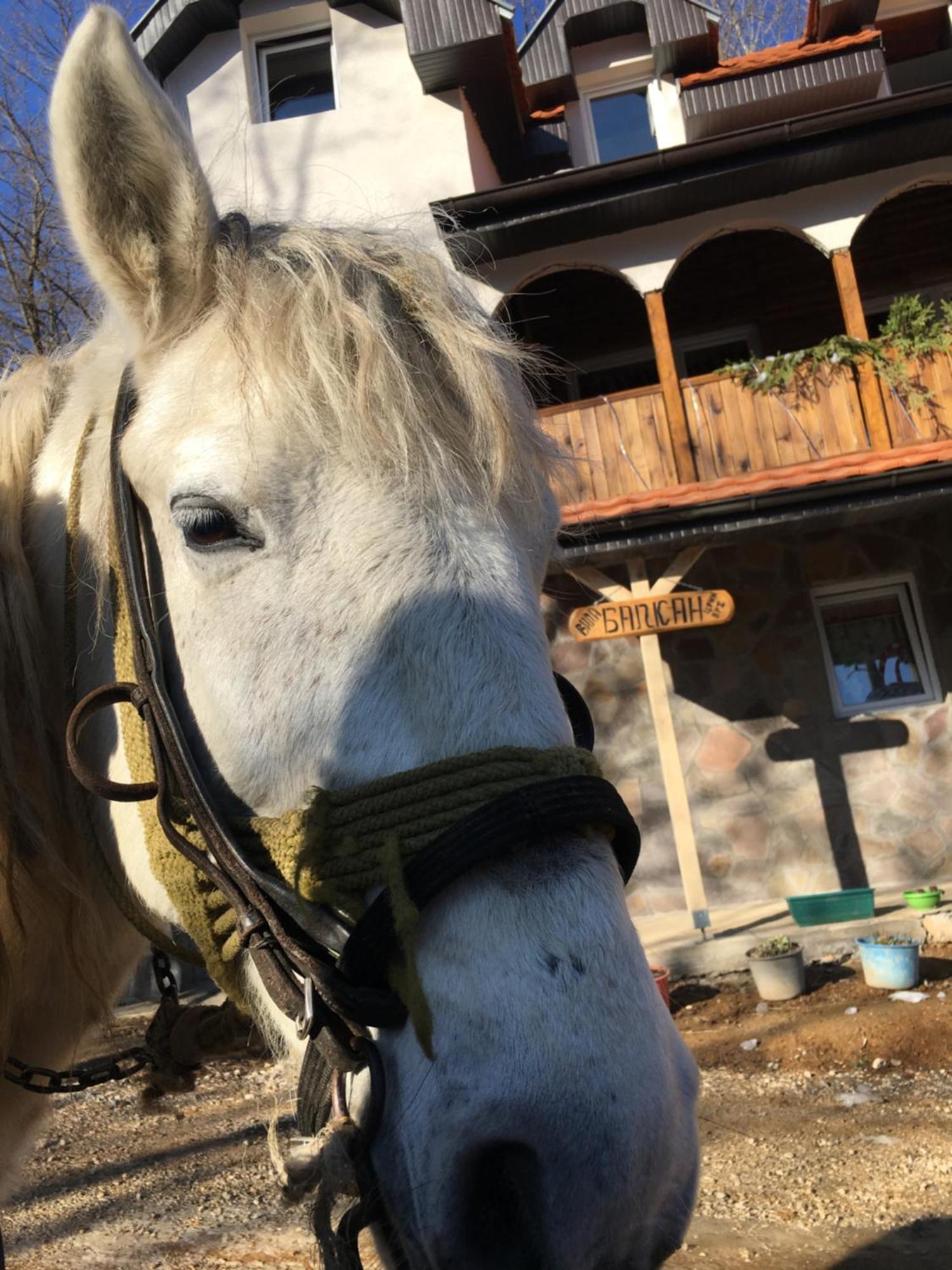 Kuca Za Odmor ,,Balkan” Crni Vrh 外观 照片